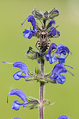 Assassin Bug (Rhynocoris erythropus) on sage, Dent de rez, Ardèche, France