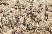 Ant (Crematogaster scutellaris) on rock, Ardeche, France