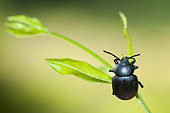 Bloody-nosed beetle (Timarcha tenebricosa) on Woodruff (Galium sp), Ardeche, France