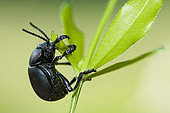 Bloody-nosed beetle (Timarcha tenebricosa) on Woodruff (Galium sp), Ardeche, France