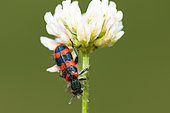 Checkered Beetle (Trichodes alvearius) on clover flower (Trifolium sp), Ardèche, France