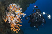 Orange Coral (Dendrophyllia ramea). Marine invertebrate, cnidarian. LANZAROTE, the seabed of the Canary Islands.