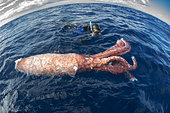 Giant squid. Remains of a squid of the genus Architeuthis found drifting dead (probably attacked and eaten in part by a pilot whale, Globicephala macrorhynchus). It is a species that lives at great depths (+500 m) and on very few occasions has it been possible to film or photograph it alive. Tenerife, Canary Islands.