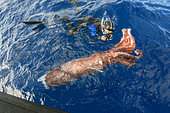 Giant squid. Remains of a squid of the genus Architeuthis found drifting dead (probably attacked and eaten in part by a pilot whale, Globicephala macrorhynchus). It is a species that lives at great depths (+500 m) and on very few occasions has it been possible to film or photograph it alive. Tenerife, Canary Islands.