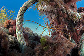 Cabos, garbage in the sea. Interestingly, some residues become refuge and tiny ecosystems for some species such as seahorses (Hippocampus hippocampus), spider crabs (Stenorhynchus lanceolatus), algae and fingerlings. Canary islands