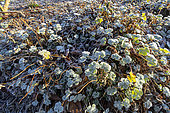 Renard geranium (Geranium renardii) under the frost in winter