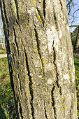 Common Walnut (Juglans regia) 'Parisienne', bark