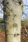 European Beech (Fagus sylvatica) 'Luteovariegata', bark