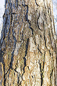 Riga pine (Pinus sylvestris var. rigensis) bark