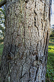 Bhutan Pine (Pinus wallichiana) bark