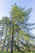 Bhutan Pine (Pinus wallichiana)