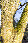 Chinese Elm (Zelkova sinica) bark