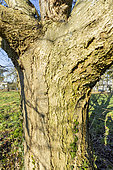 Oakleaf Mountainash (Sorbus thuringiaca) bark