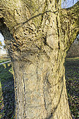 Swedish Whitebeam (Sorbus intermedia) bark