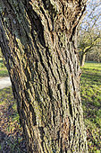 Service Tree (Sorbus domestica) bark