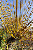 Golden Willow (Salix alba var vitellina)