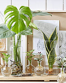 Plants in glass vases