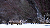 Coypu (Myocastor coypus) walking under the snow, Slovakia