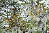 Quintral amarillo (Desmaria mutabilis), hemiparasitic plant of Nothofagus sp., in bloom with lichens, Nahuelbuta National Park, IX Region of Araucania, Chile