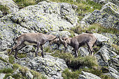 Bouquetin des Alpes (Capra ibex) combat sur rocher, Réserve naturelle du Viso. Parc naturel régional du Queyras, Alpes, France