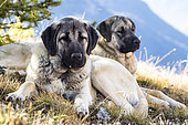 Anatolian shepherds at rest, dogs protecting the herds, Queyras Regional Natural Park, Alps, France