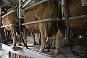 Milking cows in high mountain pastures in the Queyras Regional Natural Park. Milk for the production of Bleu du Queyras cheese, Alps, France