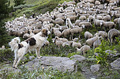 Herd and guard dog in the Viso Nature Reserve, Queyras Regional Nature Park, Alps, France