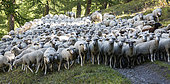 Descent of the herd of sheep at the end of summer in the Regional Natural Park of Queyras, Alps, France