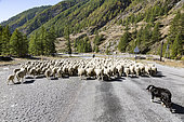 Descent of the herd of sheep at the end of summer in the Regional Natural Park of Queyras, Alps, France