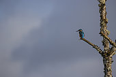 Common Kingfisher (Alcedo atthis) on a dead tree, National Forest Park, Haute-Marne, France