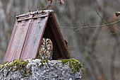 Tawny owl (Strix aluco) under a tile shelter, Forest National Park, Haute-Marne, France