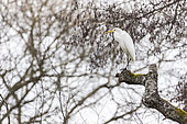 Great Egret (Ardea alba) on top of a pruned tree, National Forest Park, Haute-Marne, France