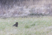 Wildcat (Felis silvestris) in a meadow, Forêts National Park, haute-Marne, France