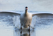 Mute swan (Cygnus olor) landing on water, England