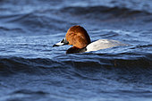 pochard (Aythya ferina) swiming