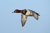 pochard (Aythya ferina) in flight, England