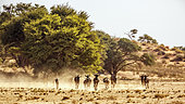Small group of Blue wildebeest (Connochaetes taurinus) running front view in Kgalagadi transfrontier park, South Africa