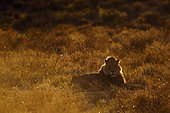 African lion (Panthera leo) at rest in Kgalagadi transfrontier park, South Africa