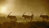 Oryx d'Afrique du Sud (Oryx gazella) marchant dans un crépuscule poussiéreux, Parc transfrontalier de Kgalagadi, Afrique du Sud.