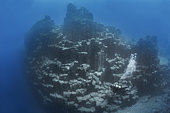 Volcanic underwater bottoms, Tenerife. A mountain made of basaltic columns (columnar disjunction) is observed. Seabed of the Canary Islands.
