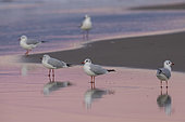 Black-heade Gull (Chroicocephalus ridibundus), small flock standing on the shore, Campania, Italy