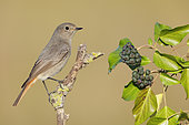 Black Redstart (Phoenicurus ochruros), side view of an individual perched on a branch, Campania, Italy