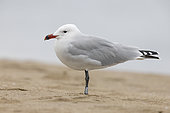 Audouin's Gull (Ichthyaetus audouinii), side view of an adult standing on the sand, Campania, Italy