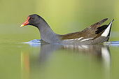 Common Moorhen (Gallinula chloropus), side view of an adult swimming in the water, Campania, Italy