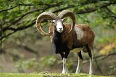 Mouflon (Ovis ammon musimon), ram, captive, Saxony, Germany, Europe, PublicGround, Europe