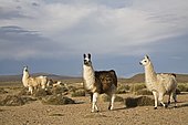 Mountain landscape with llamas (Lama glama) and Alpacas (Vicugna pacos) in national park Lauca on the way to national park Reserva Nacional Las Vicunas, Chile, South America