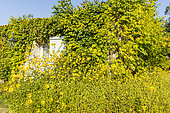 'Lemon Queen' Sunflower (Helianthus 'Lemon Queen')