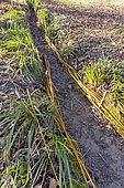 Use of golden willow (Salix alba var.vitellina) to border a stream