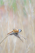 Bearded reedling (Panurus biarmicus) in a reedbed in winter, Pas de Calais, France