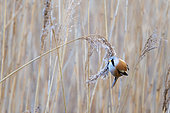 Bearded reedling (Panurus biarmicus) in a reedbed in winter, Pas de Calais, France